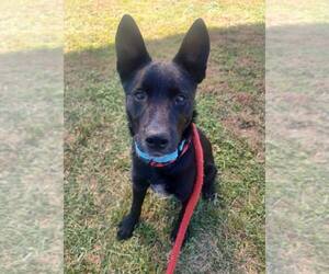 Donnie - Male Mutt Dog for Adoption - Photo #2