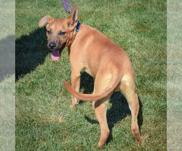 Medium Photo #5 Boxer-Holland Shepherd Mix Puppy For Sale in Huntley, IL, USA