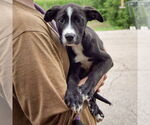 Small #2 American Bulldog-American Staffordshire Terrier Mix