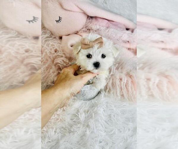 Medium Photo #4 Maltese Puppy For Sale in PEMBROKE PINES, FL, USA