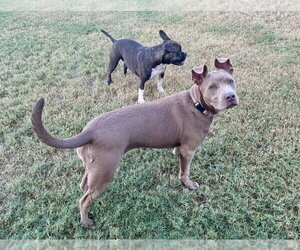 Remi - Female Mutt Dog for Adoption - Photo #3