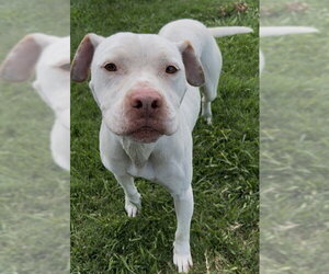Mutt Dogs for adoption in Grovetown, GA, USA