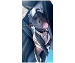 Small Photo #1 American Pit Bull Terrier Puppy For Sale in MESA, AZ, USA