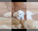 Small Photo #17 Bichon Frise Puppy For Sale in JURUPA VALLEY, CA, USA