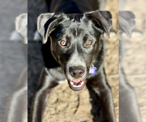 Medium Photo #28 Mutt Puppy For Sale in Oak Bluffs, MA, USA