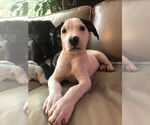 Small #1 Labrador Retriever