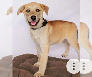 Chow Chow-Unknown Mix Dogs for adoption in Princeton, MN, USA