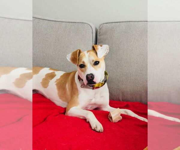 Medium Photo #9 Labrador Retriever-Unknown Mix Puppy For Sale in Elmsford, NY, USA