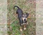 Small #1 American Pit Bull Terrier Mix