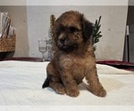 Small #4 Goldendoodle (Miniature)