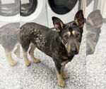 Small #7 German Shepherd Dog Mix