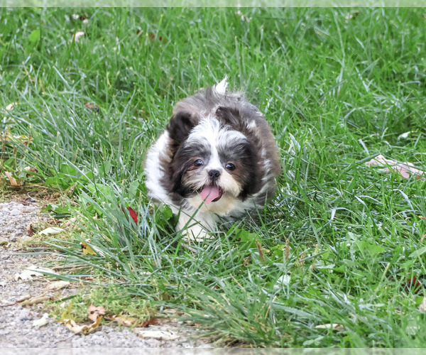 Medium Photo #4 Shih Tzu Puppy For Sale in SYRACUSE, IN, USA