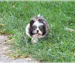 Abel - Male Shih Tzu Puppy for Sale - Photo #4