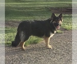 Small Photo #1 German Shepherd Dog Puppy For Sale in PENDLETON, OR, USA