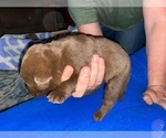 Puppy 5 Labrador Retriever