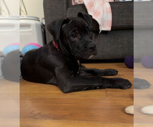 Mutt Dogs for adoption in Princeton, MN, USA