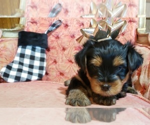 Yorkshire Terrier Puppy for sale in NEVADA, TX, USA