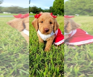 Goldendoodle Puppy for sale in KISSIMMEE, FL, USA