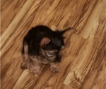 Small Photo #3 Yorkshire Terrier Puppy For Sale in NEVADA, TX, USA
