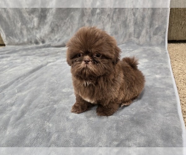 Medium Photo #11 Shih Tzu Puppy For Sale in CARLYLE, IL, USA