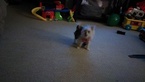 Small Photo #1 Morkie Puppy For Sale in IOLA, KS, USA