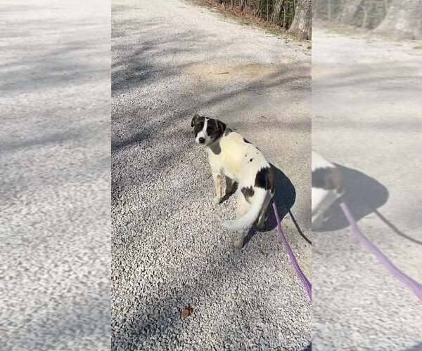 Medium Photo #1 Feist Terrier-Unknown Mix Puppy For Sale in Frenchburg, KY, USA