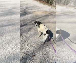 Feist Terrier-Unknown Mix Dogs for adoption in Frenchburg, KY, USA