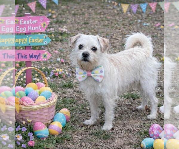 Medium Photo #3 Mutt Puppy For Sale in Yardley, PA, USA