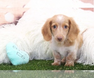Dachshund Puppy for sale in MARIETTA, GA, USA