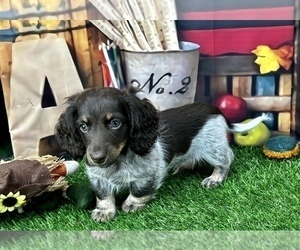 Dachshund Dog for Adoption in CASSVILLE, Missouri USA