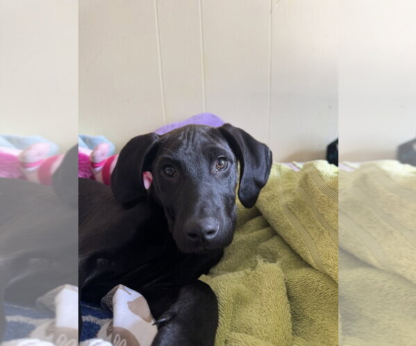 Medium Photo #25 Labrador Retriever-Unknown Mix Puppy For Sale in Brewster, NY, USA