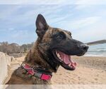 Ryder - Located in IL - Male Holland Shepherd Dog for Adoption - Small photo