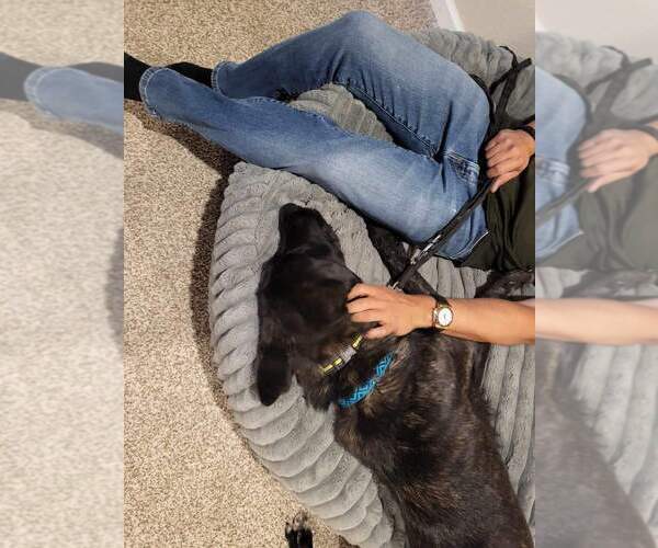 Medium Photo #6 Dutch Shepherd -Unknown Mix Puppy For Sale in Imlay City, MI, USA