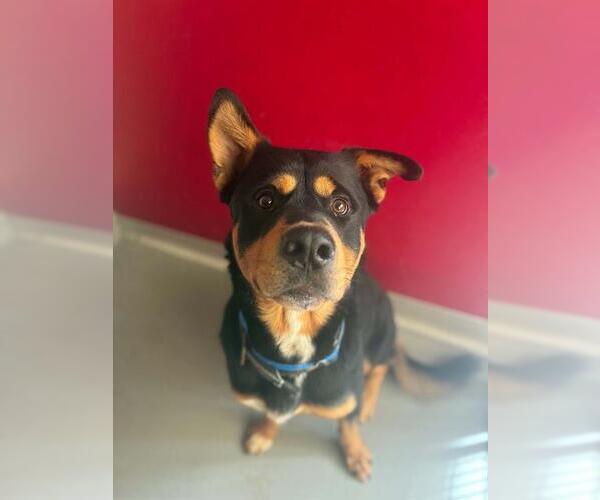 Medium Photo #1 Rottweiler-Unknown Mix Puppy For Sale in Visalia, CA, USA