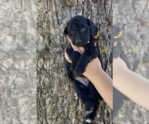 Goldendoodle Puppy for Sale in ANDERSON, California USA