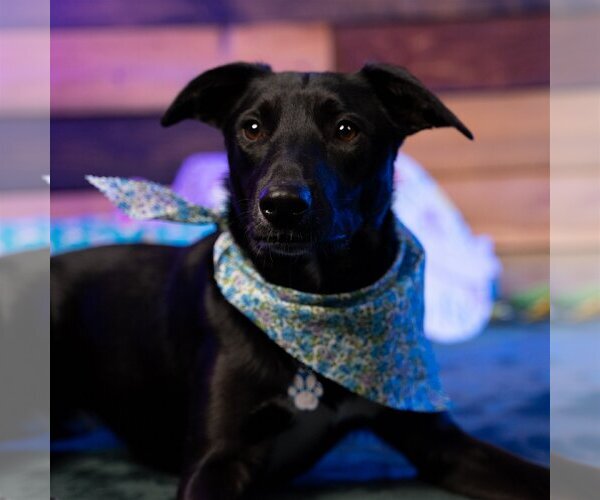 Medium Photo #37 Labrador Retriever-Unknown Mix Puppy For Sale in Fargo, ND, USA