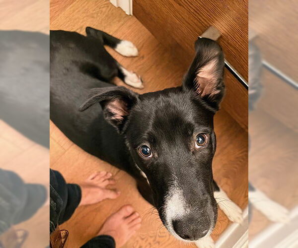 Medium Photo #2 Retriever -Unknown Mix Puppy For Sale in Lake Wylie, SC, USA