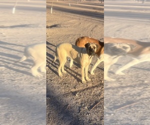 Mother of the American Mastiff-Saint Bernard Mix puppies born on 07/16/2026