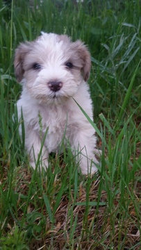 Medium Photo #1 Schnauzer (Miniature) Puppy For Sale in WHEELER, WI, USA