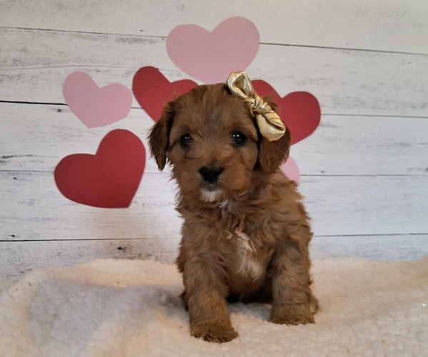 Medium Photo #2 Cavapoo (Miniature) Puppy For Sale in HANCOCK, MN, USA