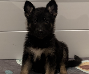 German Shepherd Dog Puppy for sale in PERU, ME, USA
