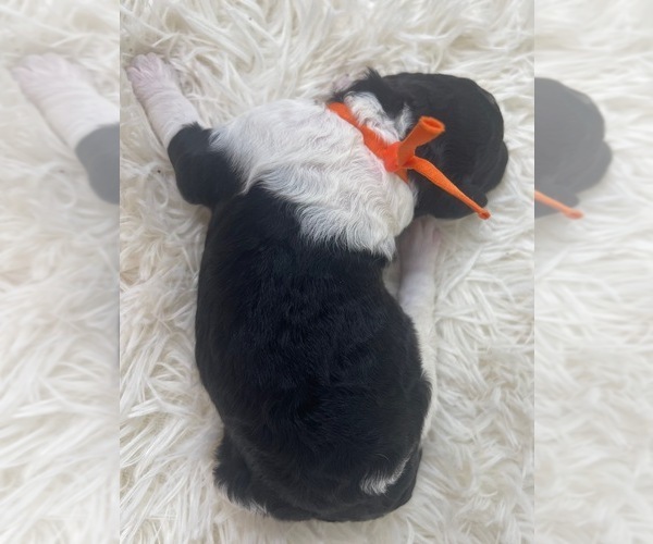 Medium Photo #14 Goldendoodle Puppy For Sale in PIERSON, FL, USA