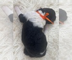 Small Photo #14 Goldendoodle Puppy For Sale in PIERSON, FL, USA