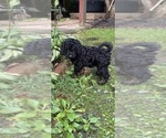 Small #3 Aussiedoodle