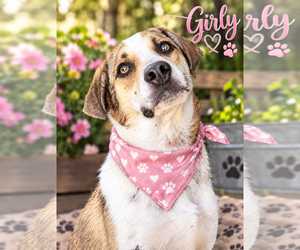 Beagle Dogs for adoption in Menifee, CA, USA