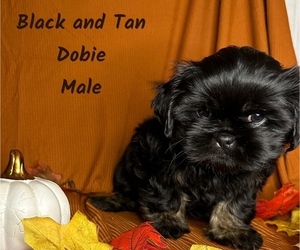 Shih Tzu Puppy for sale in ROSMAN, NC, USA