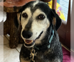 Small #1 Bluetick Coonhound Mix