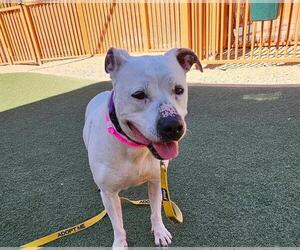 Mutt Dogs for adoption in Las Vegas, NV, USA