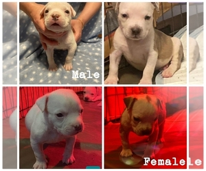 American Bully Puppy for sale in BOSTON, MA, USA
