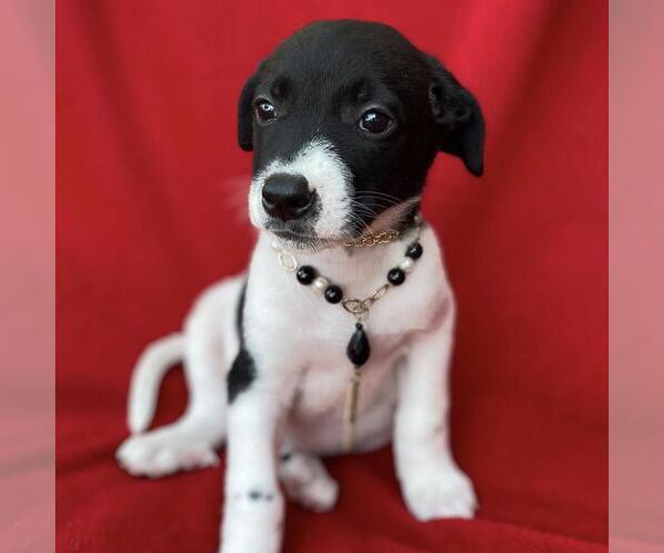 Medium Photo #1 Labrador Retriever-Unknown Mix Puppy For Sale in San Diego, CA, USA